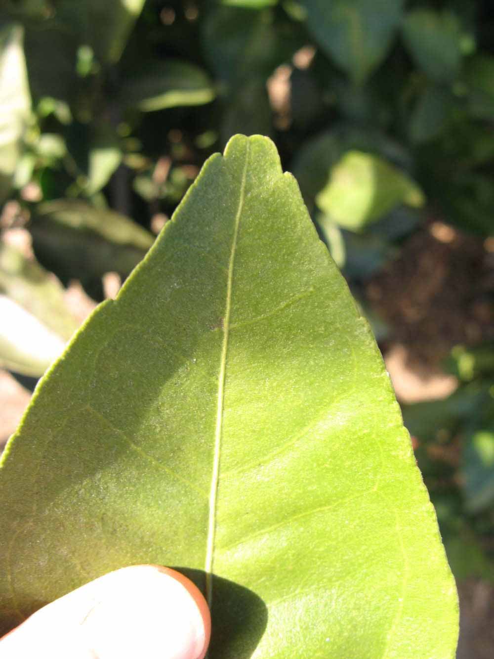              Margin (Winter Haven, FL)       